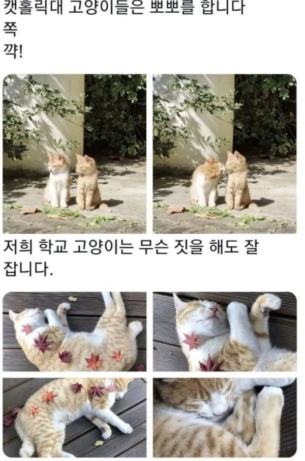 [동물] 전국대학교 고양이 자랑