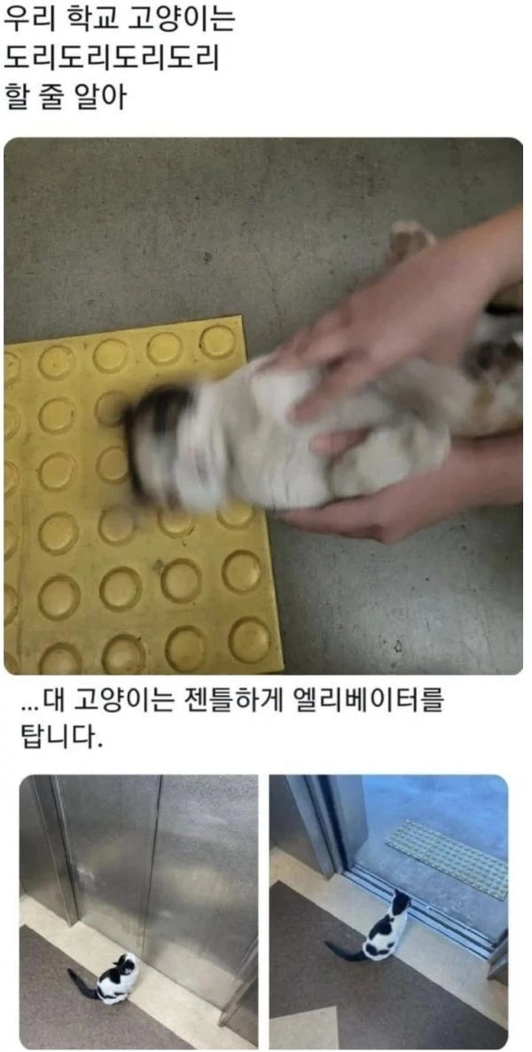 [동물] 전국대학교 고양이 자랑