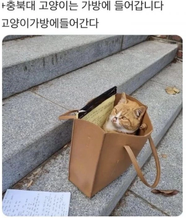 [동물] 전국대학교 고양이 자랑