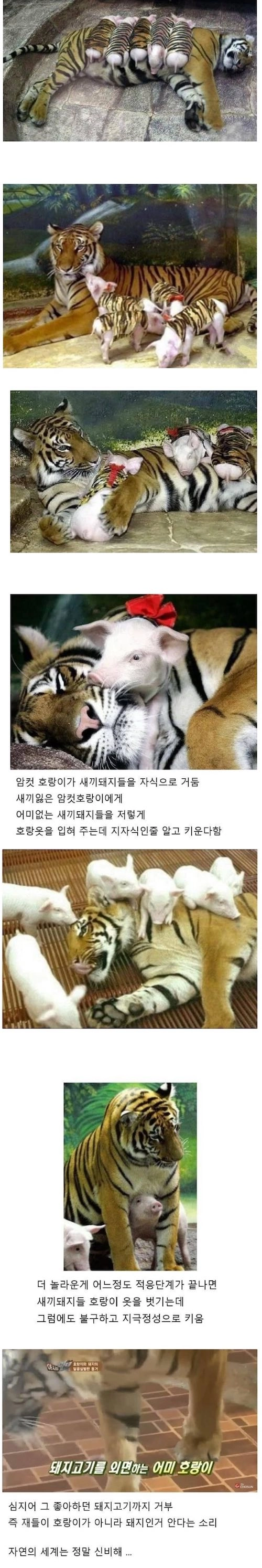 호랑이의 모성애ㅎ