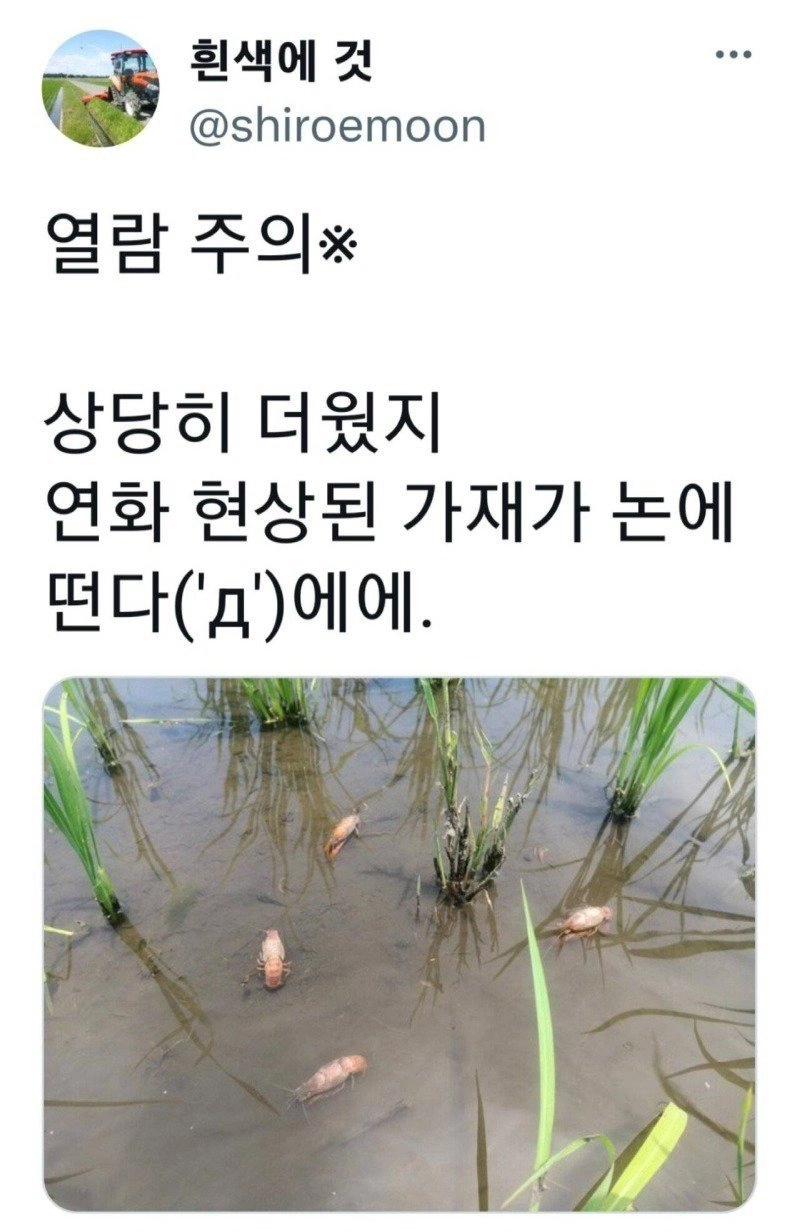 일본 폭염에 논 상황