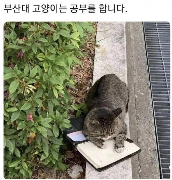 [동물] 전국대학교 고양이 자랑