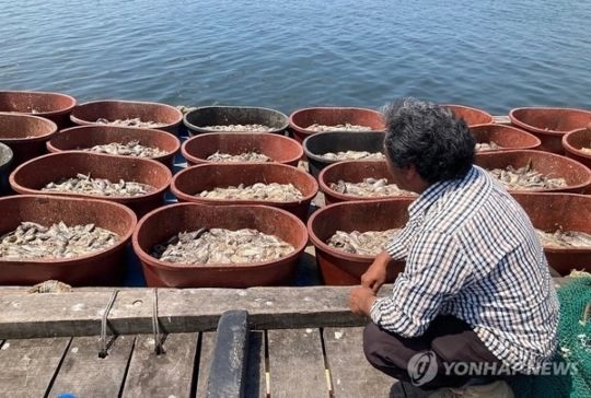 수온 상승 때문에 우럭 150만마리 '떼죽음'