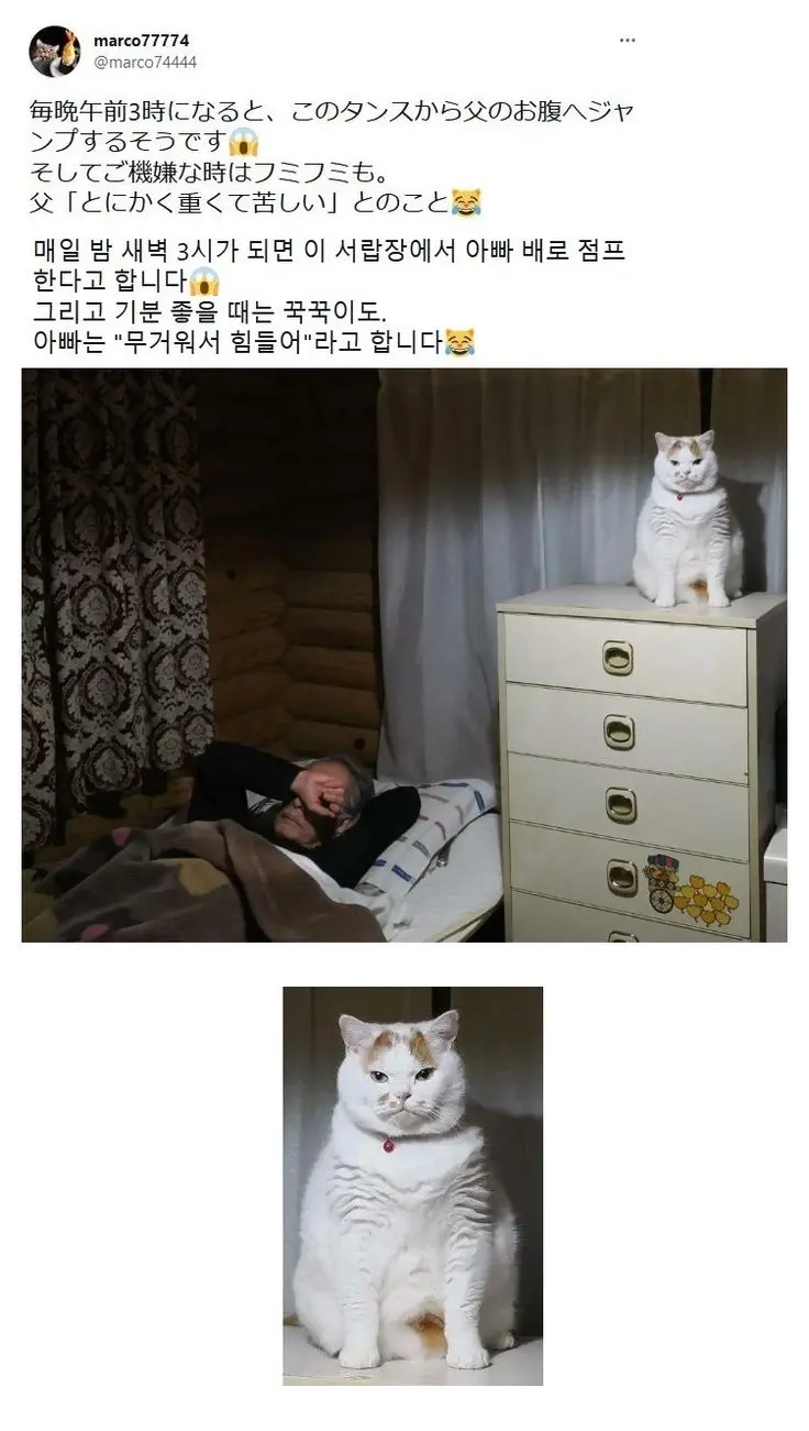 새벽3시 고양이 습관