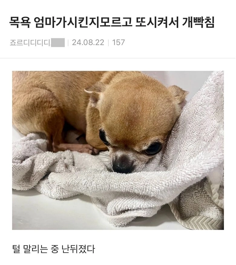 졸지에 목욕 두번 당하고 개빡친 댕댕이.