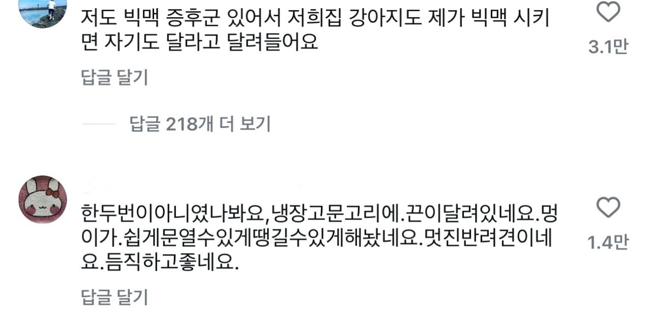 주인 몸상태를 먼저 감지한 보더콜리